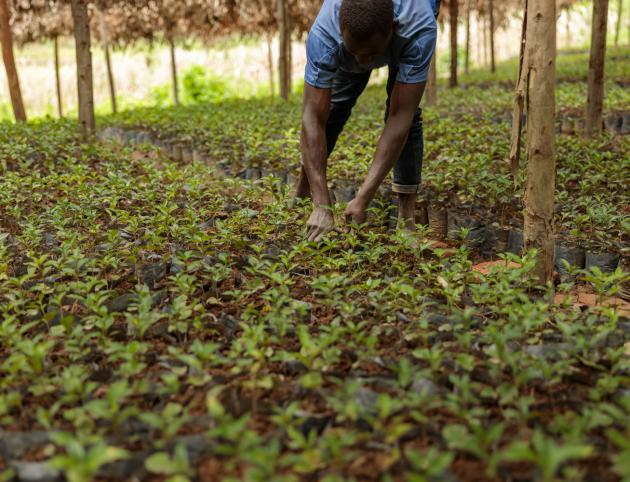 Cropped photo of African American worker processing coffee seedlings at the farm in Africa region
